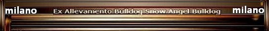 Bulldog Anglais