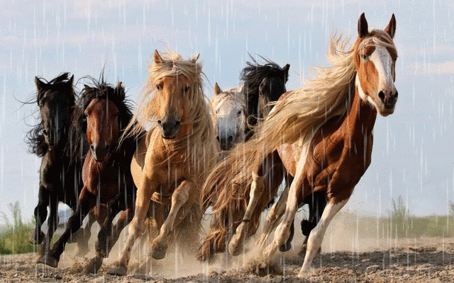 graphismes-de-Michel-Abbondandolo