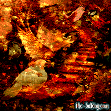 graphismes-de-Michel-Abbondandolo