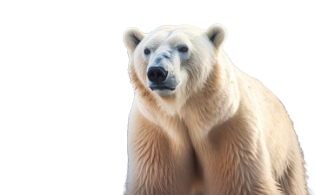 orso-polare-2023-11-14z530.png