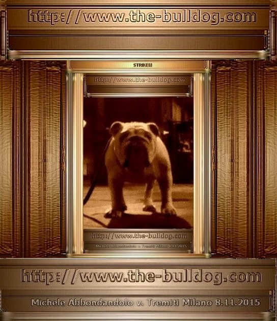 BULLDOG, Strikem, Burudoggu, Kennel